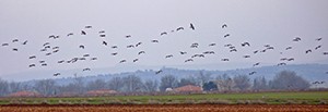 Great Bustards - Otis tarda © John Muddeman
